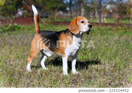 Beagle standing on grass and looking forward. 123314452