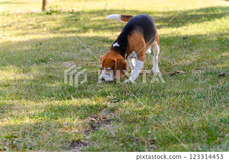 A tricolor beagle with white, brown, and black fur sniffs the grass. 123314453