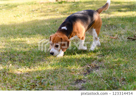 A tricolor beagle with white, brown, and black fur sniffs the grass. 123314454