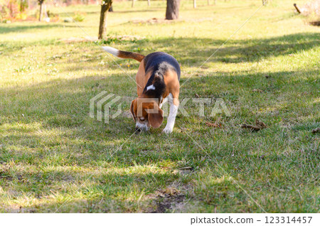 A tricolor beagle with white, brown, and black fur sniffs the grass. A tricolor beagle with white, brown, and black fur sniffs the grass. 123314457