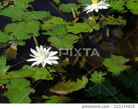Water lily blooming on the pond at Bali at Indonesia. Water lily blooming on the pond at Bali at Indonesia. 123314828