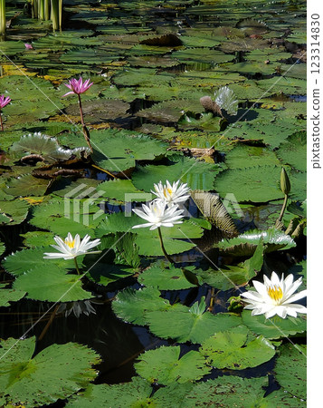 Water lily blooming on the pond at Bali at Indonesia. Water lily blooming on the pond at Bali at Indonesia. 123314830