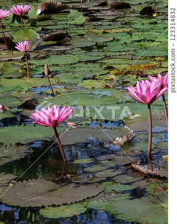 Water lily blooming on the pond at Bali at Indonesia. Water lily blooming on the pond at Bali at Indonesia. 123314832