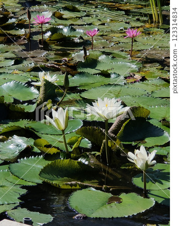 Water lily blooming on the pond at Bali at Indonesia. Water lily blooming on the pond at Bali at Indonesia. 123314834