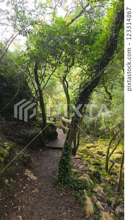 Mystical forest at Rio de Mouros pathway in Condeixa, Coimbra Portugal 123314867