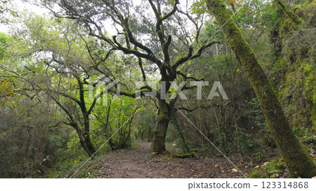 Mystical forest at Rio de Mouros pathway in Condeixa, Coimbra Portugal Mystical forest at Rio de Mouros pathway in Condeixa, Coimbra Portugal 123314868