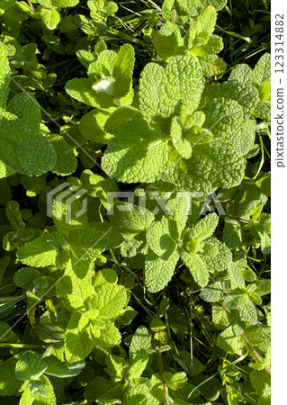 Apple mint plants 123314882
