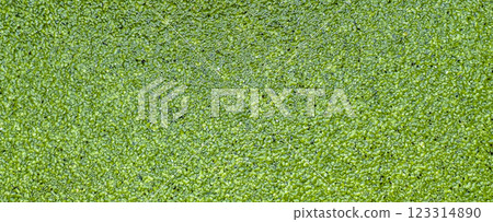 Top view of duckweed on pond Top view of duckweed on pond 123314890
