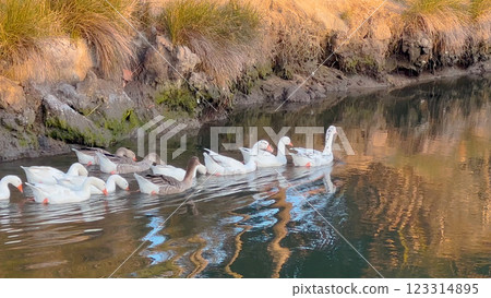 Ducklings follow Mother Duck. 123314895