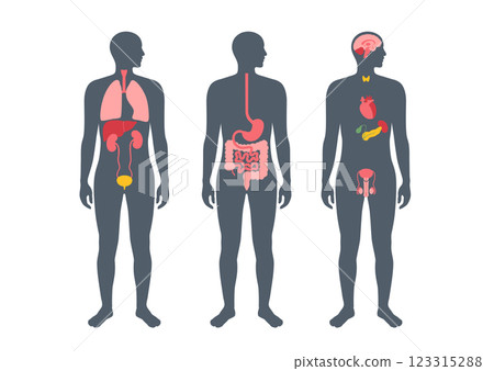 Human internal organs 123315288