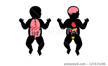 Human internal organs 123315290