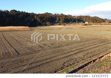 Winter rice field 123315372