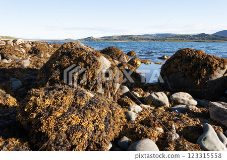 Coastal boulders covered with brown algae 123315558