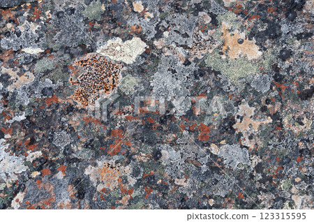 Texture of flat stone in tundra covered with lichens 123315595
