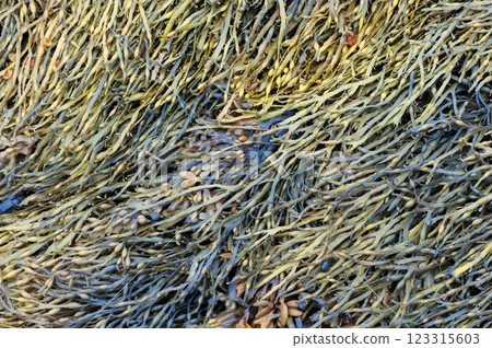 Closeup of wet multi-colored algae Closeup of wet multi-colored algae 123315603