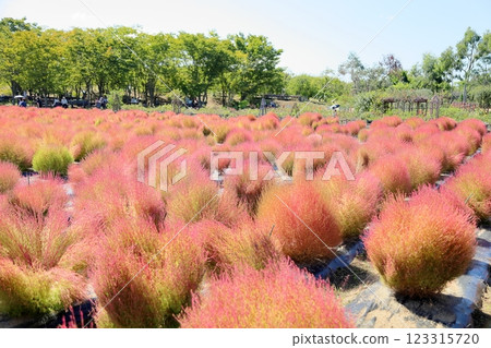 藜蘆葉子變色 藜蘆葉子變色 123315720