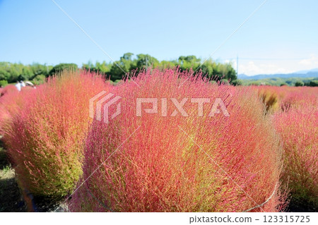 Kochia leaves change color Kochia leaves change color 123315725