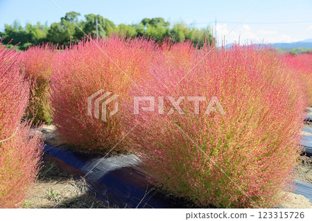 Kochia leaves change color Kochia leaves change color 123315726