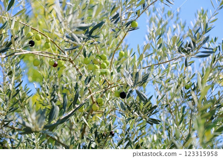 Refreshingly colored olives Refreshingly colored olives 123315958