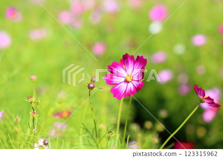 可愛的宇宙花 可愛的宇宙花 123315962