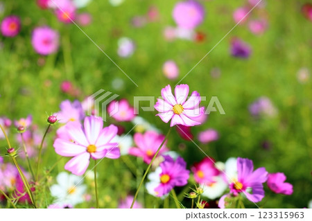 可愛的宇宙花 可愛的宇宙花 123315963