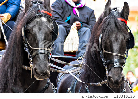 horse, animal, equine 123316139