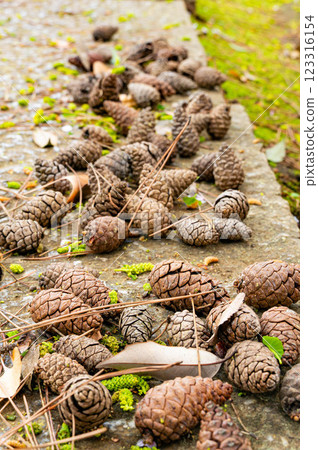 Pinecone on a cobblestone Pinecone on a cobblestone 123316154