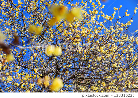 芬芳的蠟梅花…松田町的寄梅園 123316225