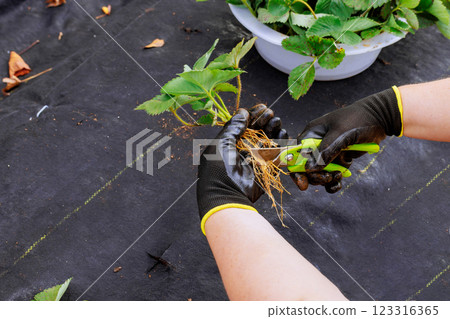 Gardener in gloves cuts off excess roots from strawberry bush prepares it for planting with scissors. Gardener in gloves cuts off excess roots from strawberry bush prepares it for planting with scissors. 123316365