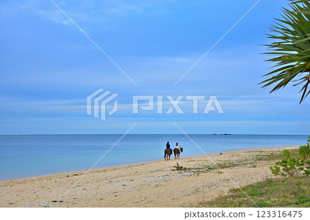 《Okinawa Prefecture》 Horseback riding on the beaches of Okinawa 《Okinawa Prefecture》 Horseback riding on the beaches of Okinawa 123316475