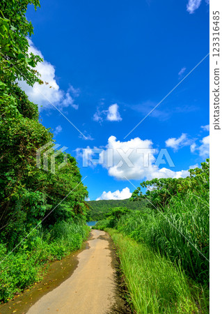 The contrast of blue sky and greenery – A road through the natural surroundings of Ishigaki Island The contrast of blue sky and greenery – A road through the natural surroundings of Ishigaki Island 123316485
