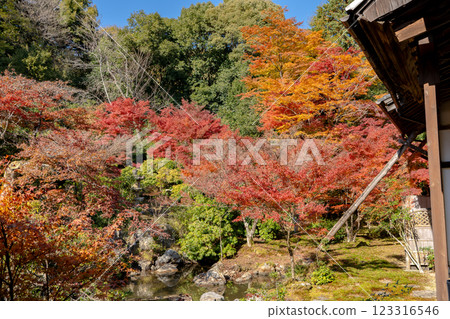 京都市左京區岩倉上倉町、岩倉山、實相院（岩倉宮）、池塘花園、紅葉 123316546