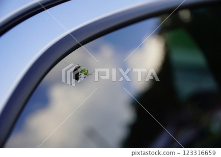 Stink bugs on car windows: the need for insect control 123316659