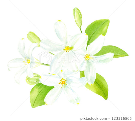 茉莉水彩插圖,手繪 茉莉水彩插圖,手繪 123316865