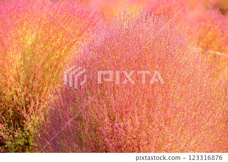 Kochia leaves change color Kochia leaves change color 123316876