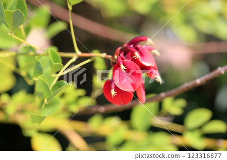 Vivid American deigo flowers Vivid American deigo flowers 123316877
