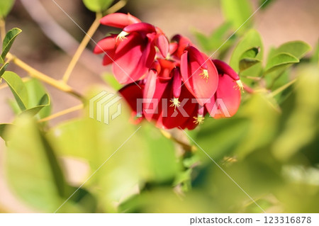 Vivid American deigo flowers 123316878