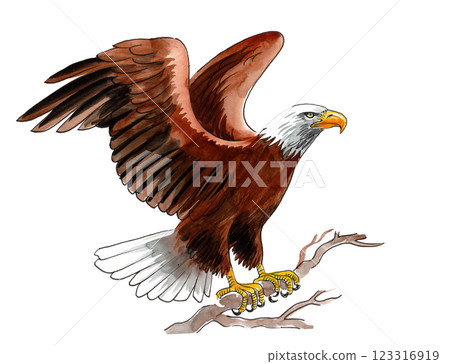 Eagle bird.  Hand drawn watercolour illustration 123316919