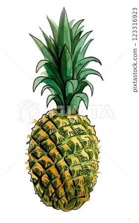 Pineapple fruit.  Hand drawn watercolour illustration 123316923