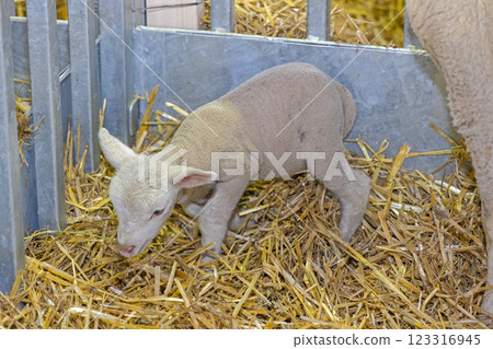 Newborn Lamb Farm 123316945