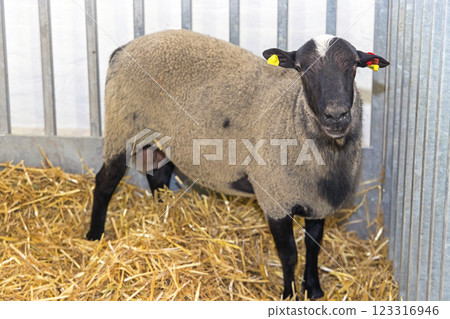One Black Head Sheep 123316946