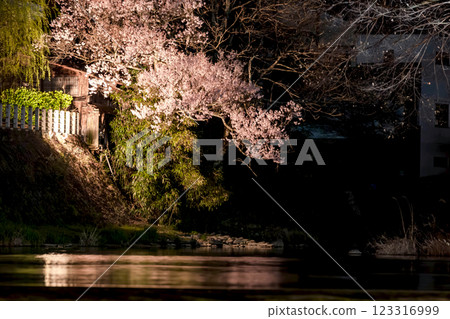 210408 Nakahashi Cherry Blossoms at Night g039 123316999