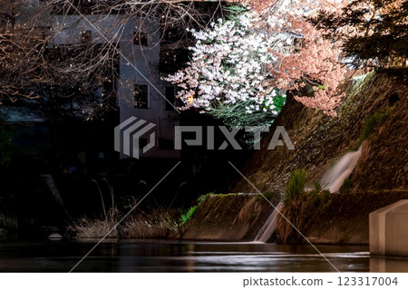 210408 中橋夜櫻 g055 123317004