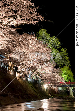 210408 中橋夜櫻 g151 123317043