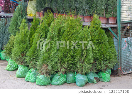 Coniferous Tree Thuja Plants Coniferous Tree Thuja Plants 123317108