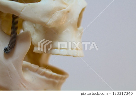 牙齒和骨骼 123317340