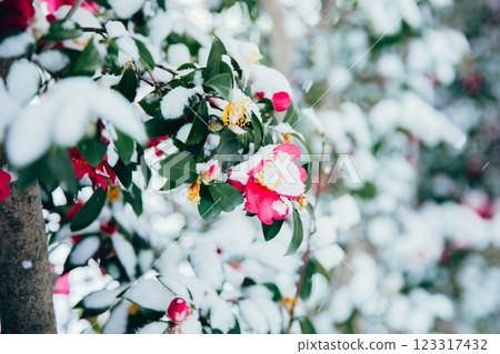 ＜Winter image＞Winter flowers: Camellia and snow 123317432