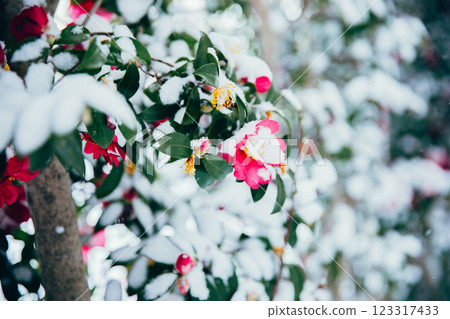 ＜冬日印象＞冬日之花：山茶花與雪 123317433