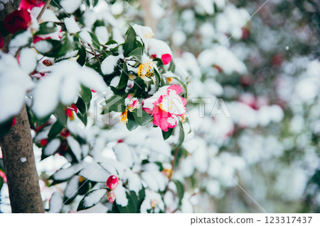 ＜冬日印象＞冬日之花：山茶花與雪 123317437