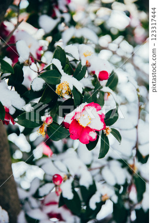 <Winter image>Winter flowers: Camellia and snow <Winter image>Winter flowers: Camellia and snow 123317444